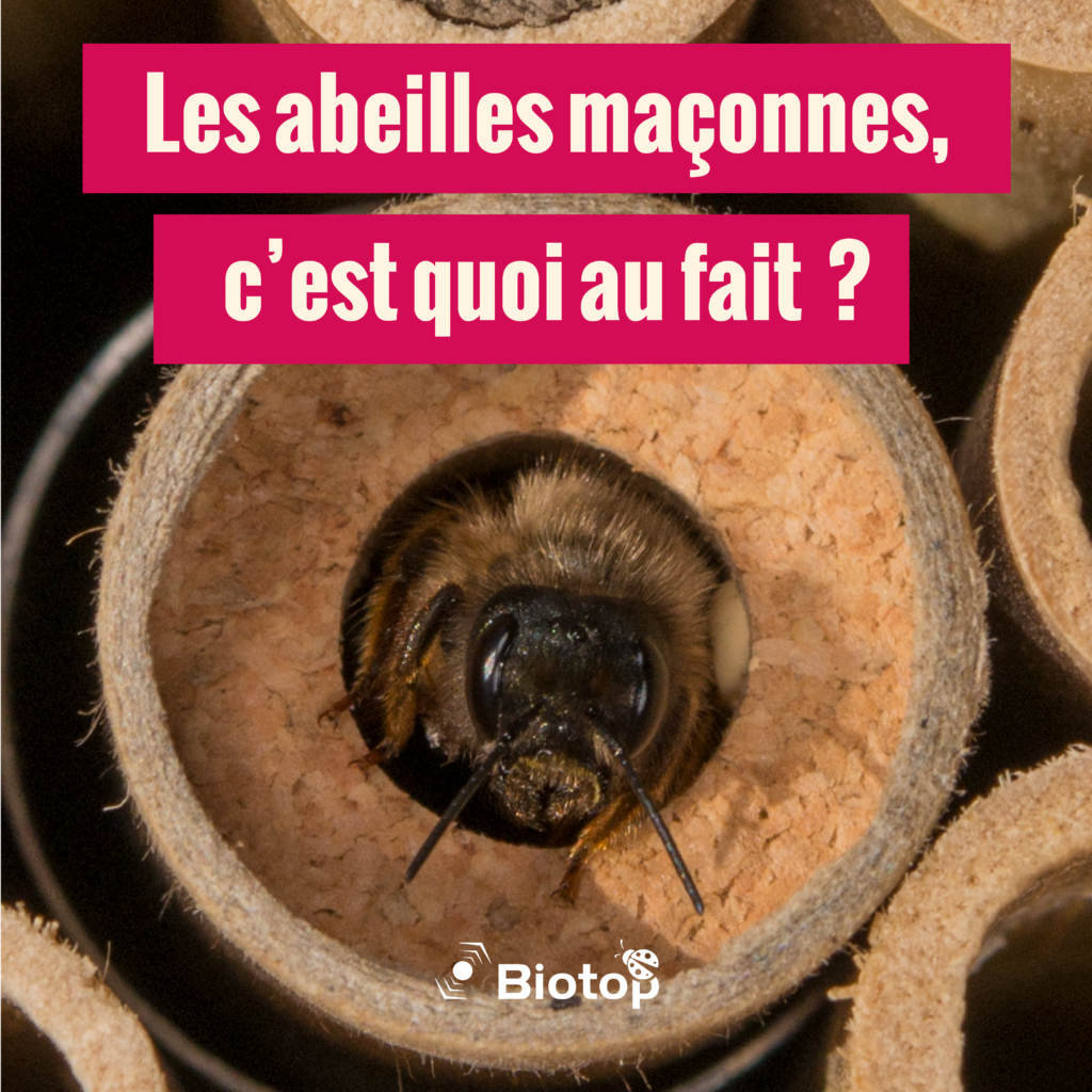 Abeilles Maçonnes