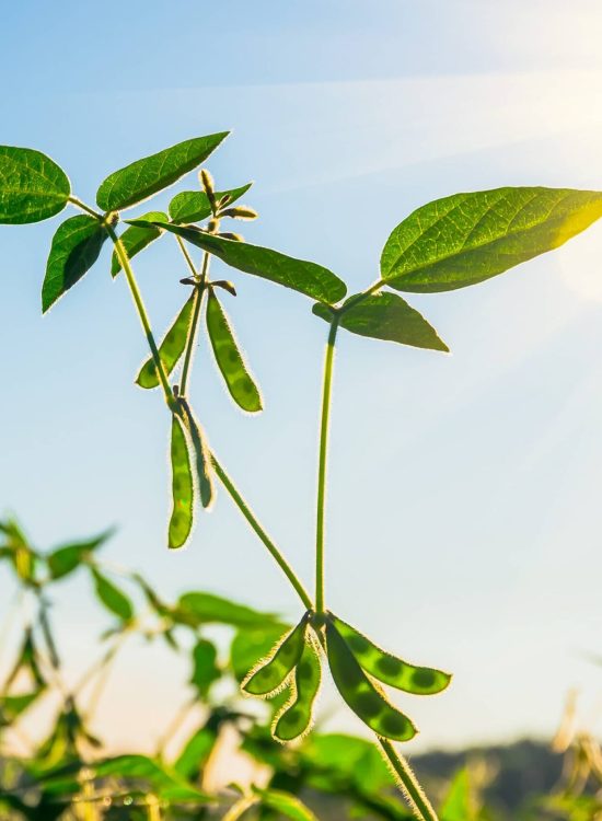 d10e0fc329cd105e0baae823bb3eb1738219f6f8-2